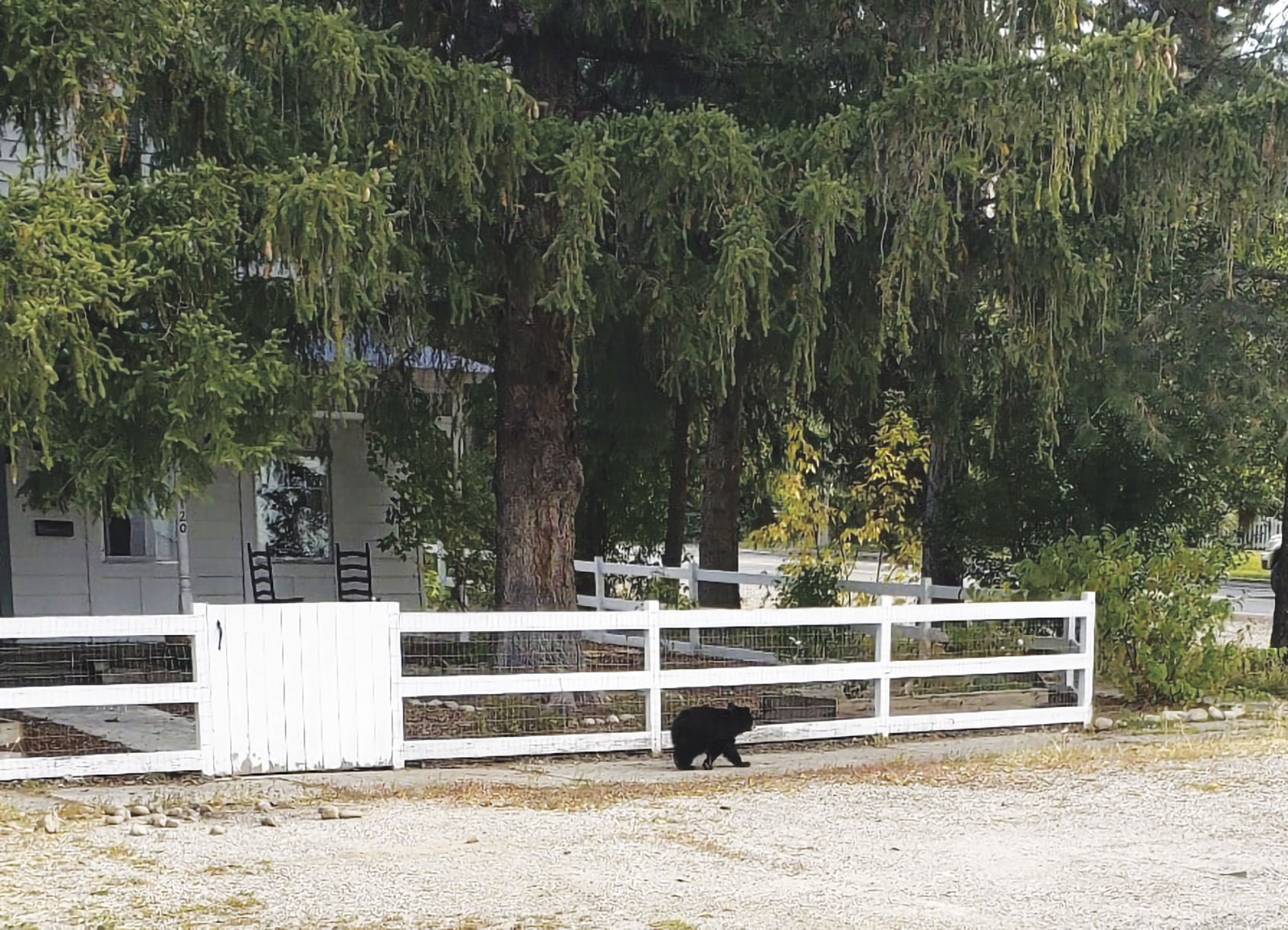 19-10-16 bear cub 1 WF.jpg
